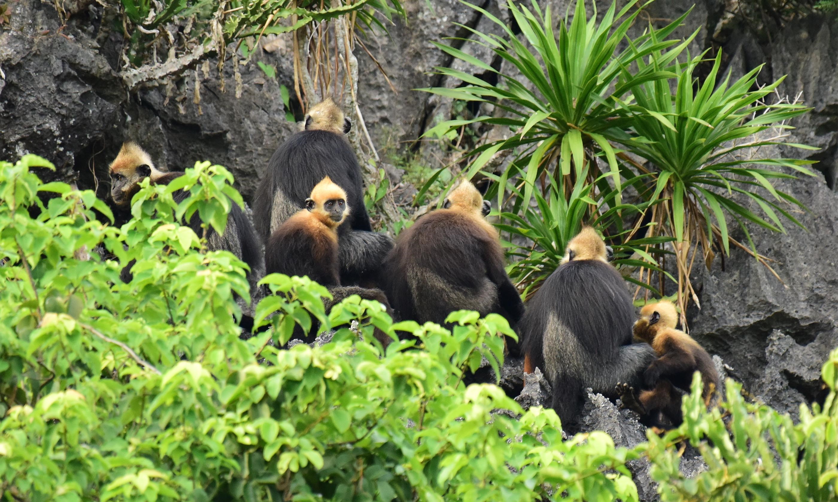 Incredibly rare Cat Ba langur (Shutterstock)