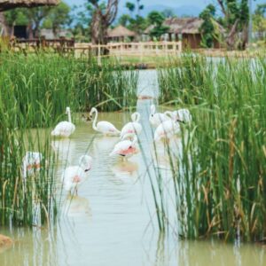 Hoian River Safari