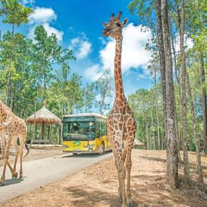 vinpearl safari Phu quoc